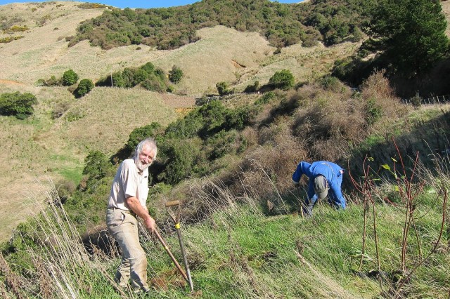 Working bee at Harbour Cone (Hereweka) Copy of Harbour C