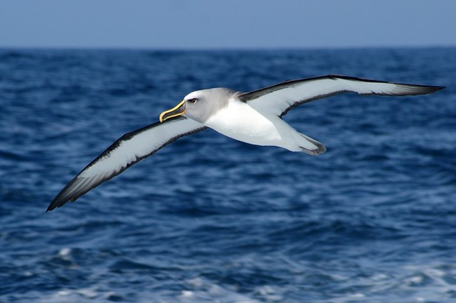 Ocean Bird