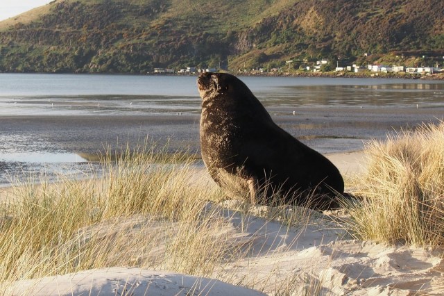 Wildlife and Natural Values can be enhanced at Te Raoune